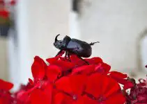 simbolismo do escaravelho