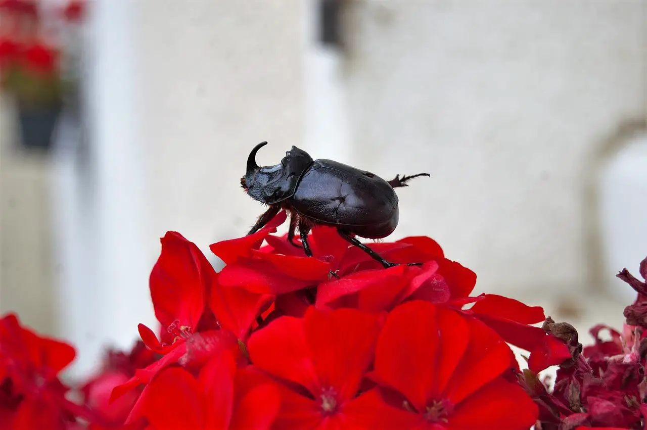 simbolismo do escaravelho
