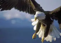 águia ave