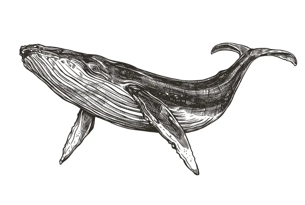 desenho de baleia