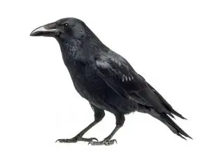corvo símbolo
