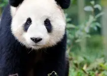 panda símbolo