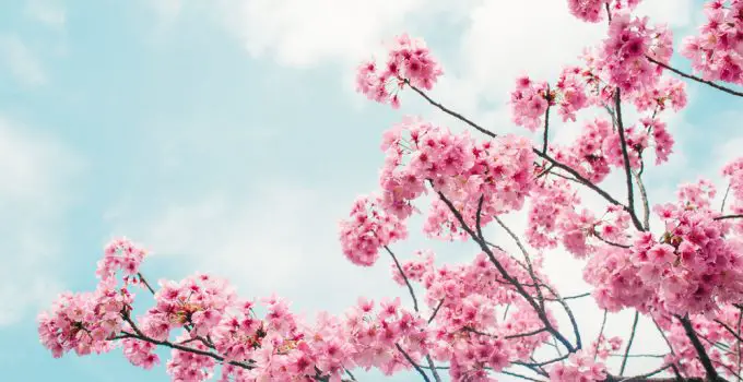 símbolo flor de cerejeira
