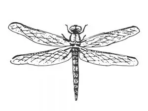 libélula símbolo
