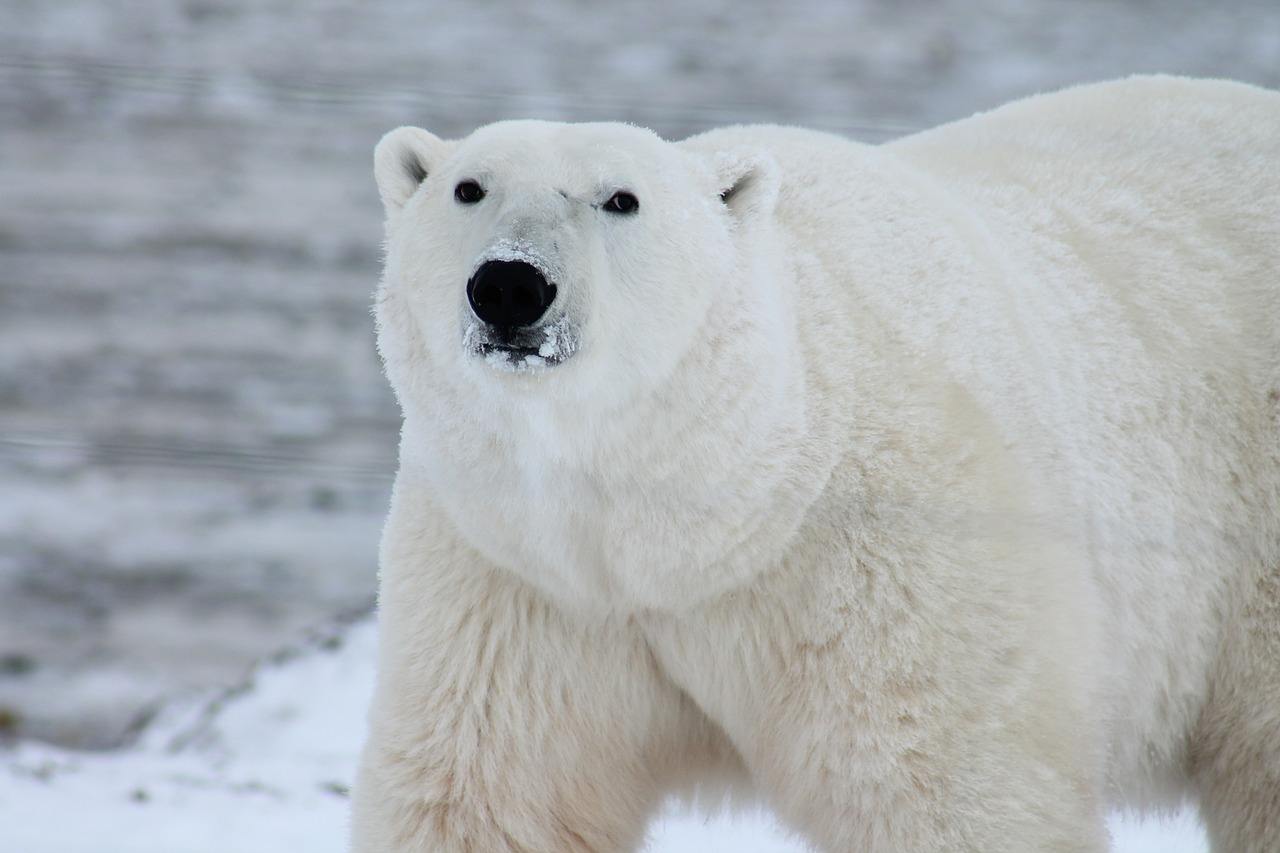urso polar símbolo