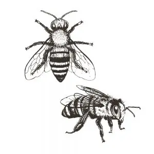 abelha tattoo