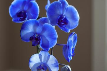 Orquídea - Símbolos