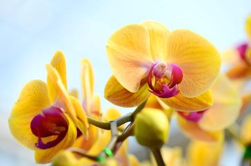 Orquídea - Símbolos