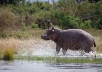 hipopótamo símbolo