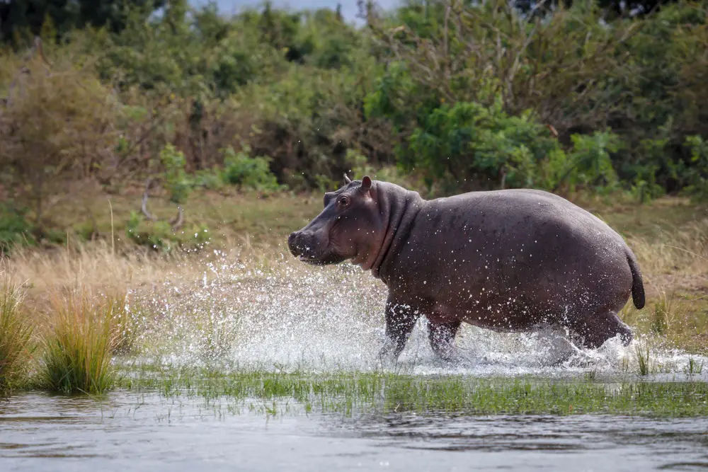 hipopótamo símbolo