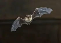 morcego símbolo