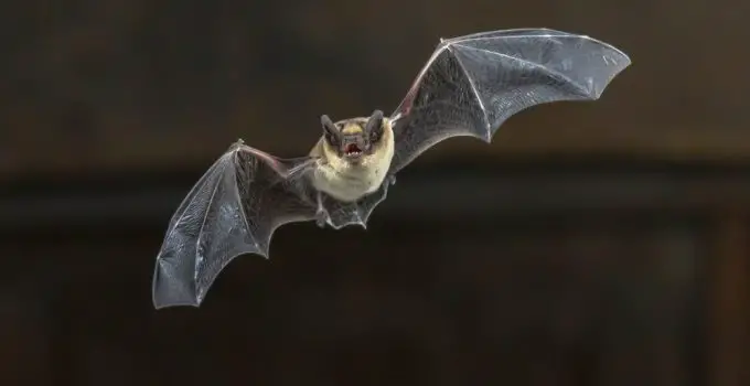 morcego símbolo