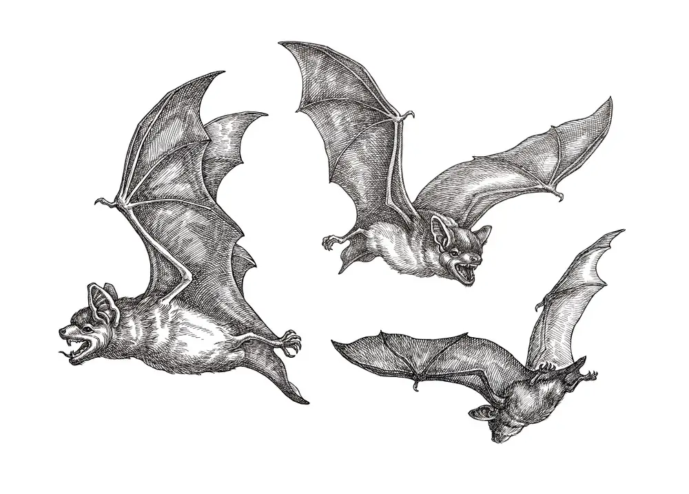 símbolo morcego