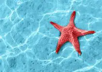símbolo estrela do mar
