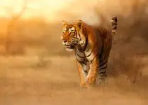 tigre símbolo
