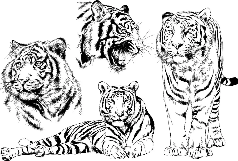 tattoo de tigre