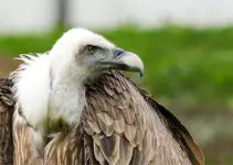 simbolismo do abutre