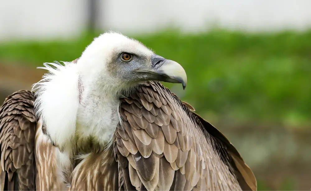 simbolismo do abutre
