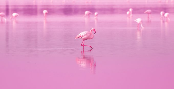 simbolismo do flamingo