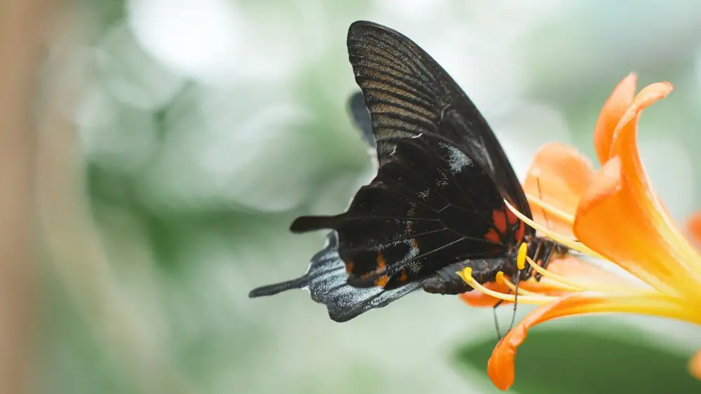 simbolismo da borboleta preta