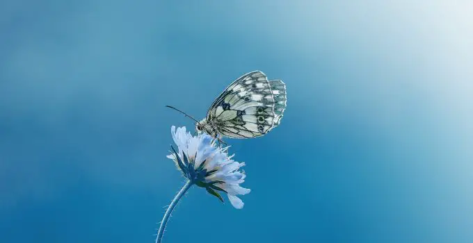 símbolo da borboleta