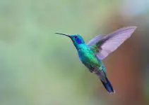símbolo colibri
